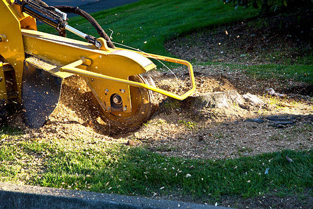 Best Dead Tree Removal  in Yelm, WA